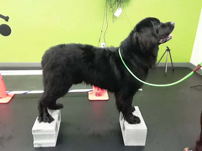 Veterinary Surgical Centers - Rehabilitation Picture 1