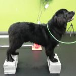 Veterinary Surgical Centers - Rehabilitation