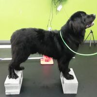 Veterinary Surgical Centers - Rehabilitation ico