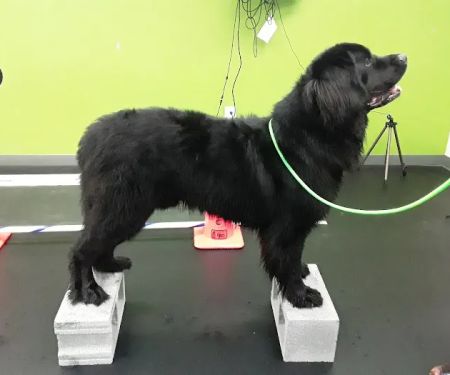 Veterinary Surgical Centers - Rehabilitation