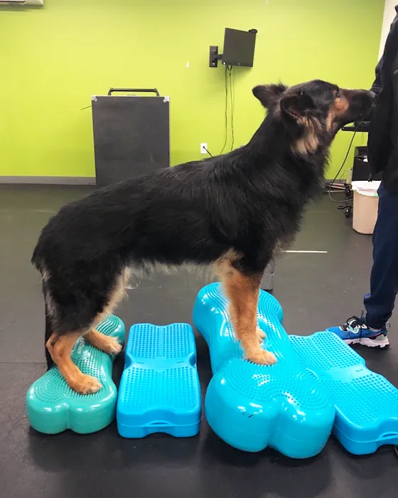 Veterinary Surgical Centers - Rehabilitation Picture 4