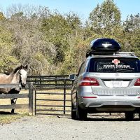 Davis Equine ico