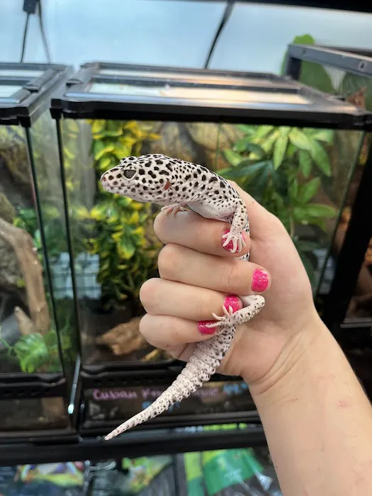 Cat's Critters: Exotic Pets Picture 6