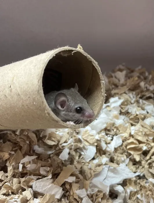 Cat's Critters: Exotic Pets Picture 7