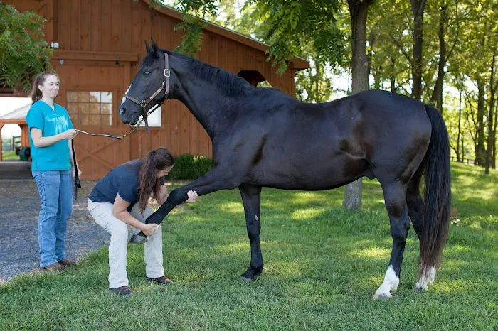 True North Equine Veterinary Services Picture 1