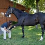 True North Equine Veterinary Services