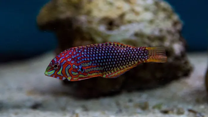 Wet Pets by Steve Picture 10