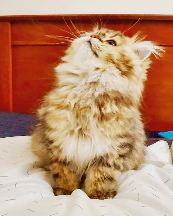Adorable Kittens Home Picture 4