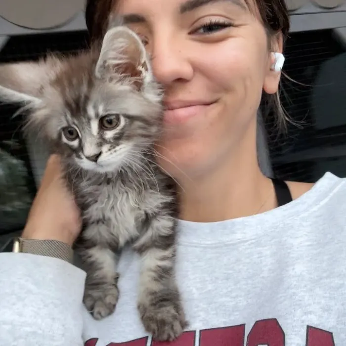 Adorable Kittens Home Picture 3