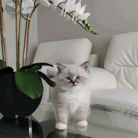 Adorable Kittens Home Picture 2
