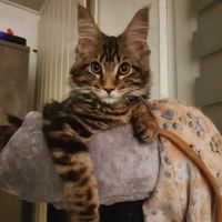 Adorable Kittens Home ico