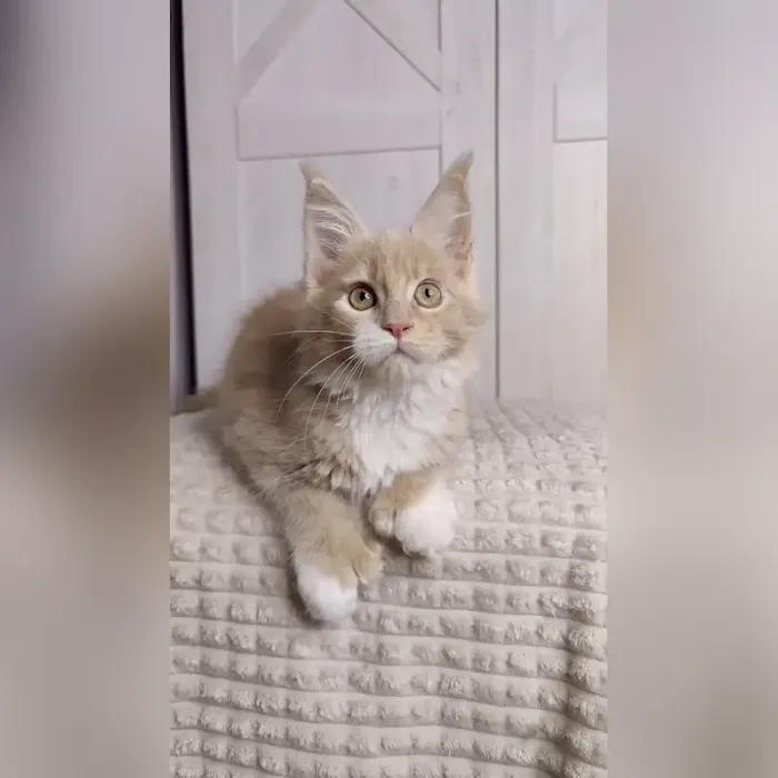 Adorable Kittens Home Picture 8