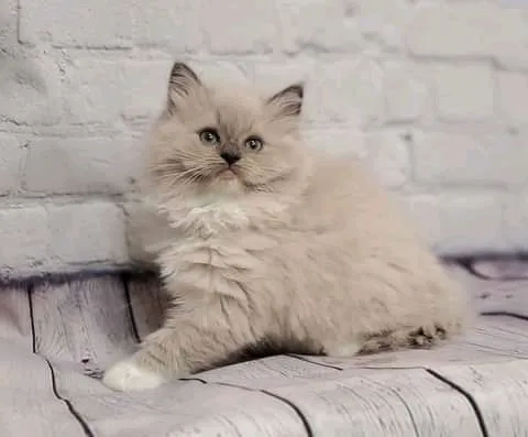 Adorable Kittens Home Picture 5