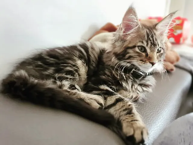 Adorable Kittens Home Picture 6