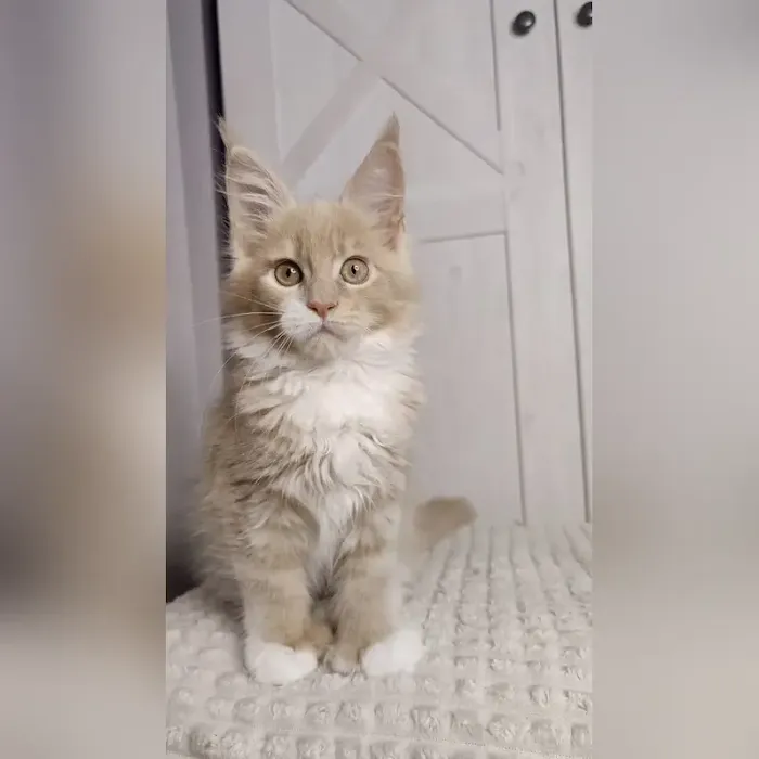 Adorable Kittens Home Picture 9
