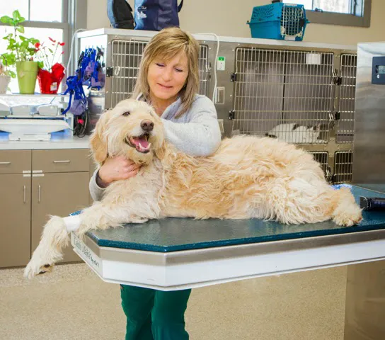 Leesburg Veterinary Hospital Picture 4