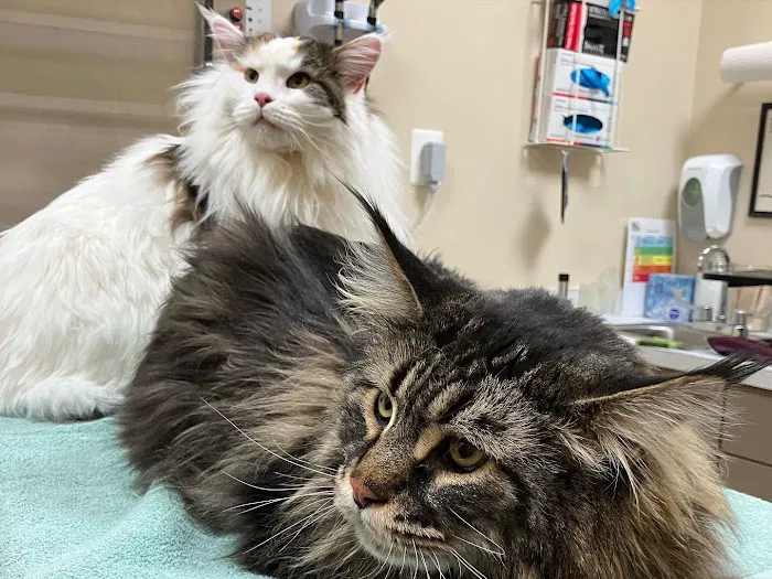 Leesburg Veterinary Hospital Picture 10