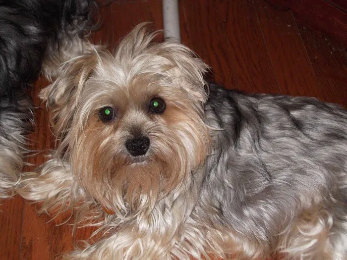 Dominion Valley Animal Hospital Picture 9
