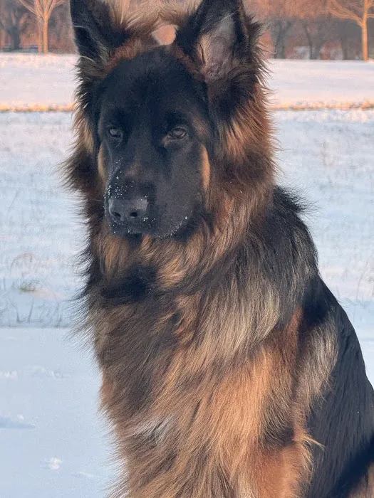 Dominion Valley Animal Hospital Picture 6