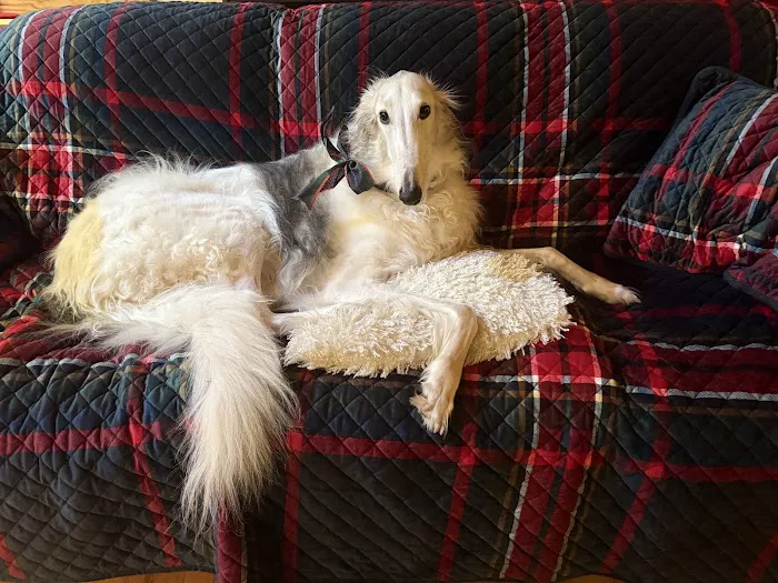 Dominion Valley Animal Hospital Picture 3