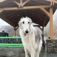 Dominion Valley Animal Hospital ico