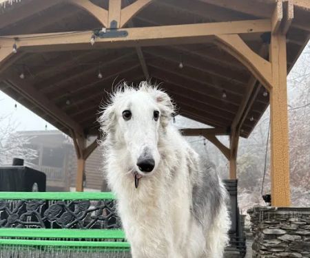 Dominion Valley Animal Hospital