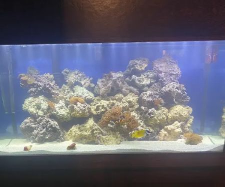 Aqualife Aquarium Systems
