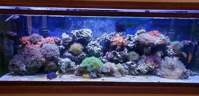 Aqualife Aquarium Systems Picture 3