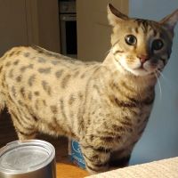 Warren County Veterinary Clinic ico