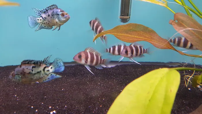 Bobo Fish Farm Picture 9