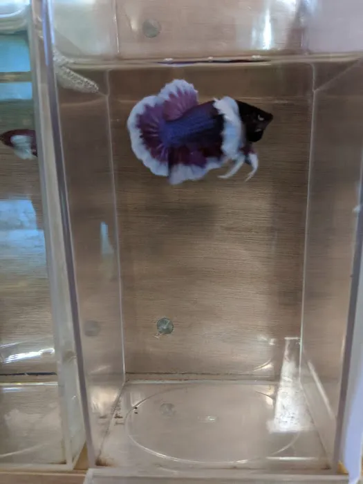 Bobo Fish Farm Picture 7