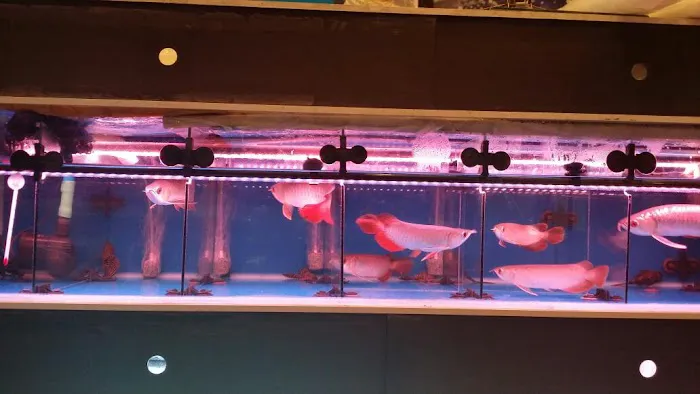 Bobo Fish Farm Picture 6