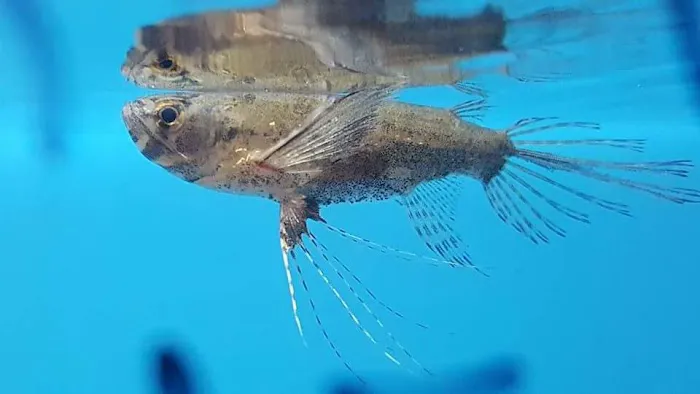 Bobo Fish Farm Picture 1