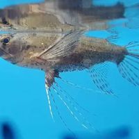 Bobo Fish Farm ico