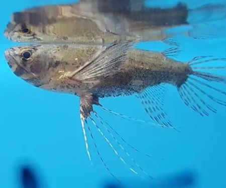 Bobo Fish Farm