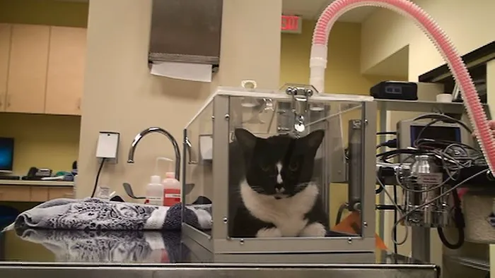 Family Veterinary Hospital of Stone Ridge Picture 5