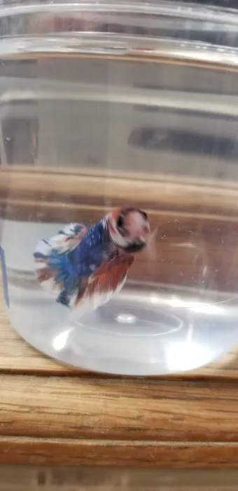 Aquatic Betta Shop Picture 1