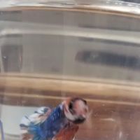 Aquatic Betta Shop ico