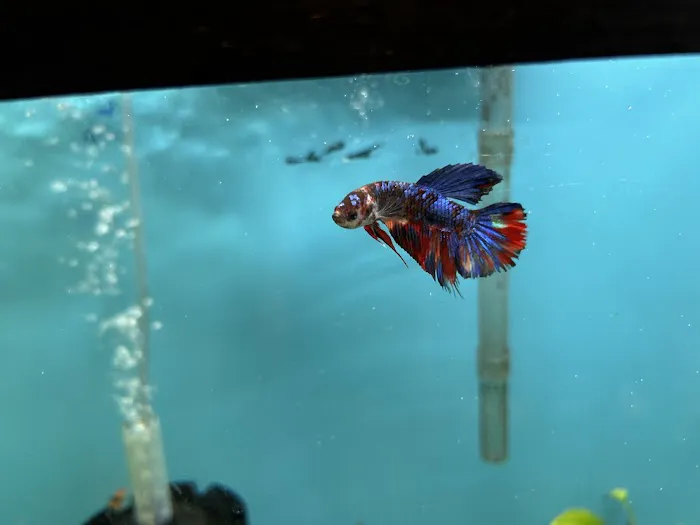 Aquatic Betta Shop Picture 10