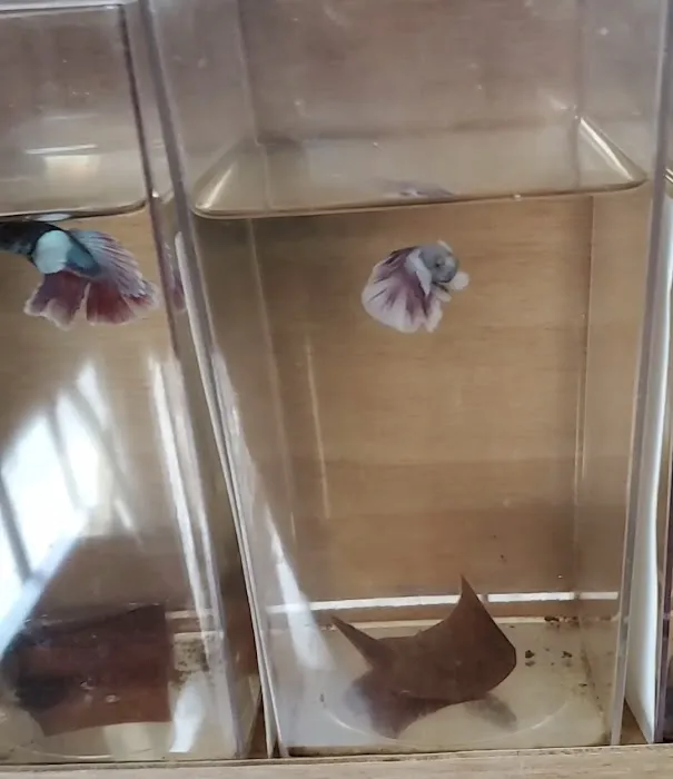 Aquatic Betta Shop Picture 4