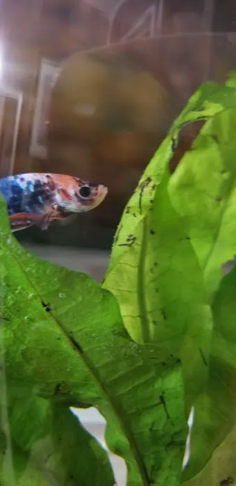 Aquatic Betta Shop Picture 2