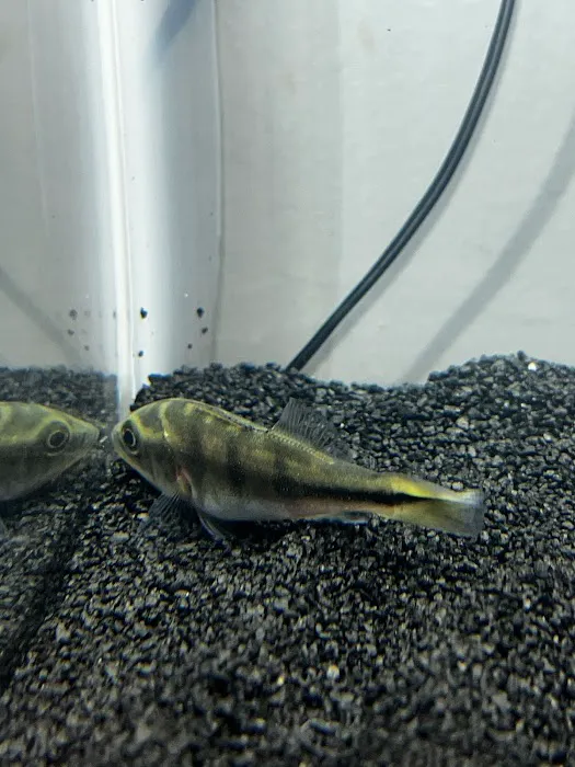 Aquatic Betta Shop Picture 9