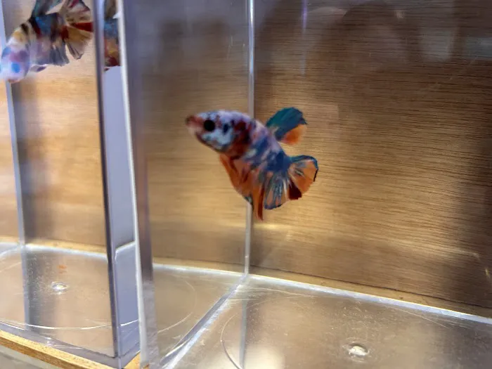 Aquatic Betta Shop Picture 6