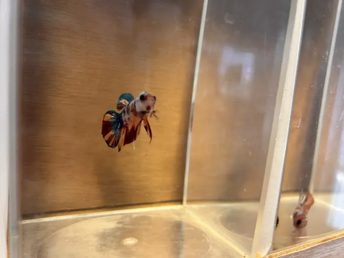 Aquatic Betta Shop Picture 5