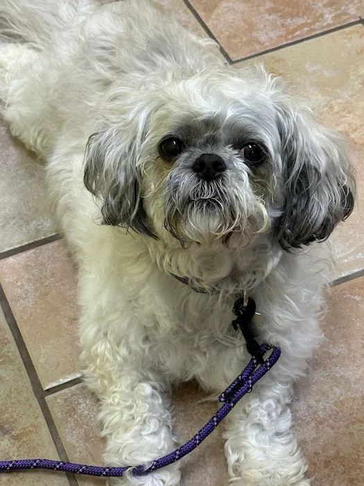 VCA Healthy PAWS Medical Center Picture 6