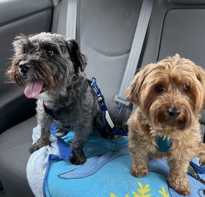 VCA Healthy PAWS Medical Center Picture 4