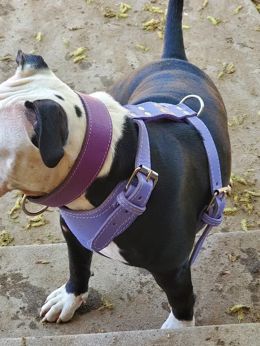 Bullerz Pet Supply Picture 2