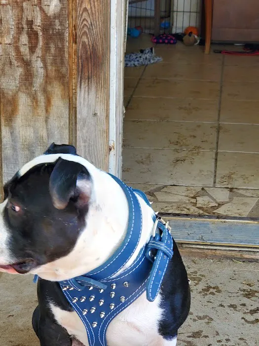 Bullerz Pet Supply Picture 1