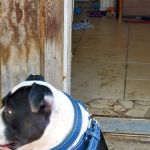 Bullerz Pet Supply