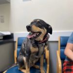 Animal Medical Centers of Loudoun - Brambleton